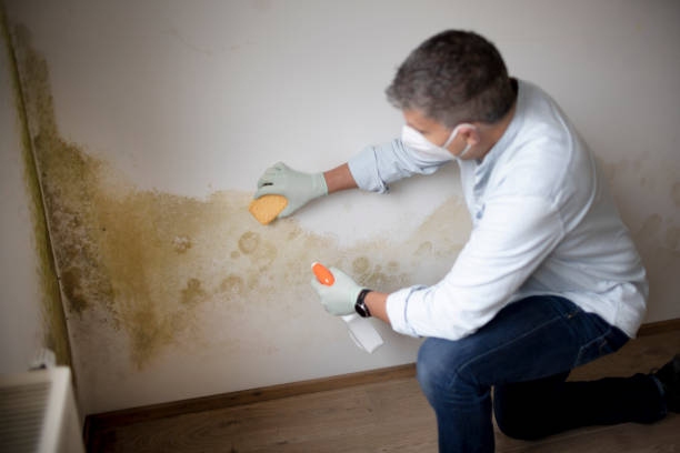  Townsend, DE Mold Removal Pros